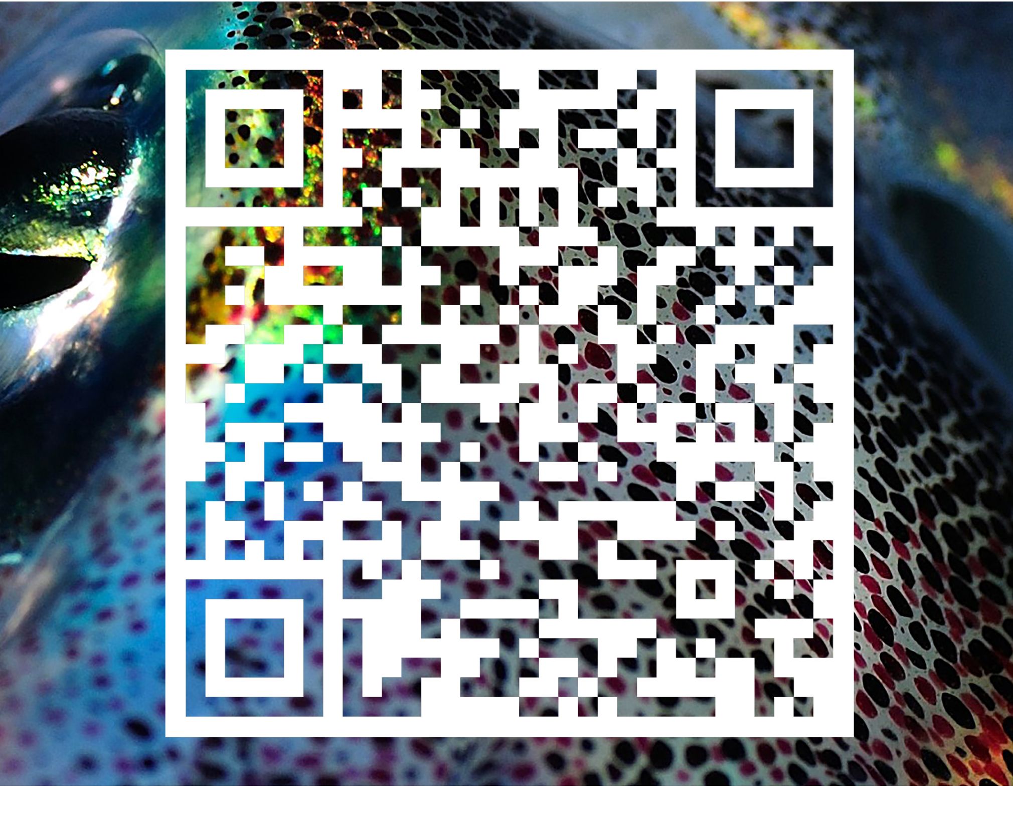 PenetratingSquidQR